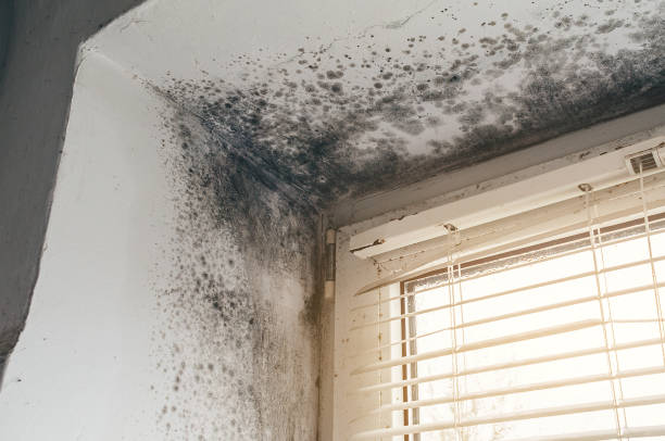 Affordable Mold Cleanup solutions in East Lansing, MI